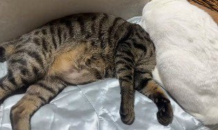 首がないように見える猫