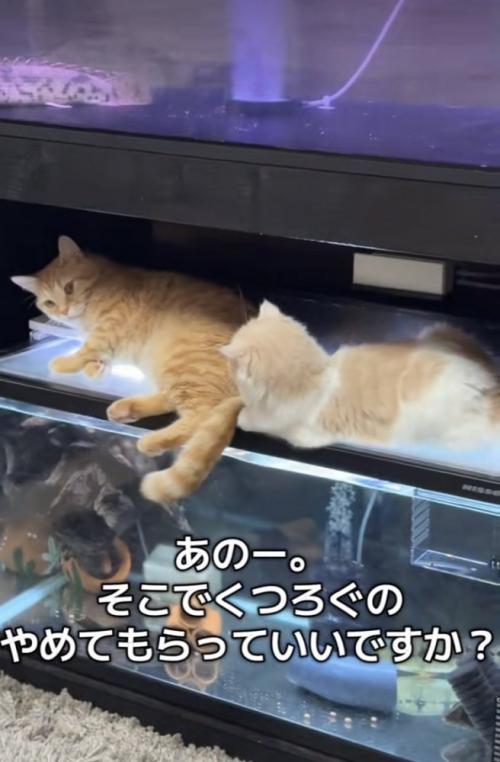 水槽の上でくつろぐマンチカンとスコティッシュフォールド