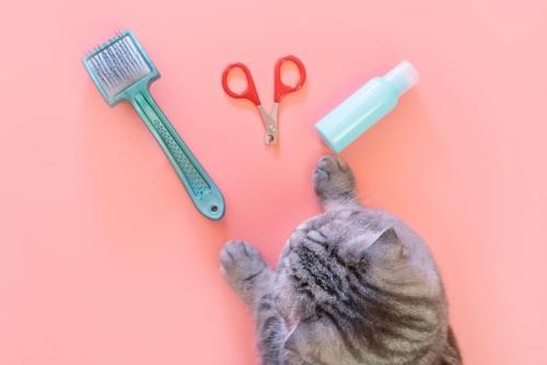 お手入れ用品と猫
