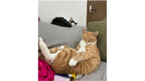 室内にいる猫