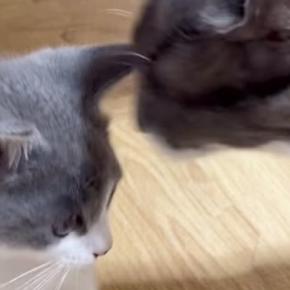 子育て中の母猫→亡くなった我が子そっくりな『保護子猫』と対面した結果…涙あふれる光景が131万再生「無償の愛に感動」「もう号泣した」
