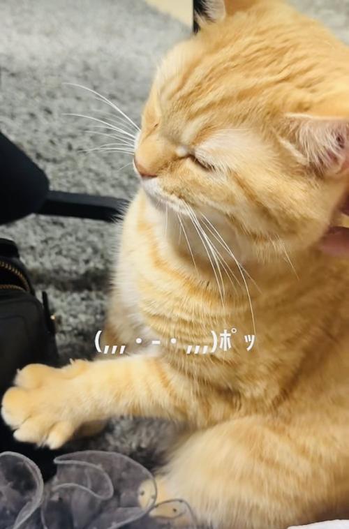 飼い主さんに撫でられて前足をグーパーするマンチカン