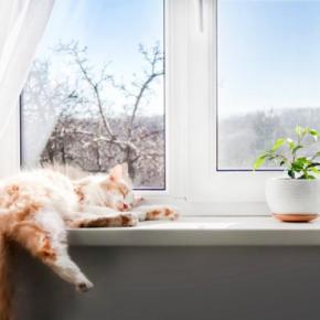 猫の『生活の質』を向上させる方法5選　愛猫の幸せのために飼い主が心がけたいこと