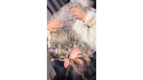 抱かれている猫