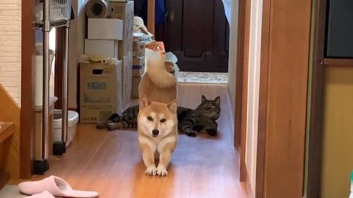 こちらを向いて伸び