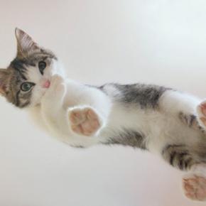 猫の『足の裏の毛』をカットしたほうがいい理由4つ　放置すると起こりうるリスクや正しい整え方