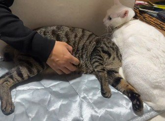 猫吸いをする猫