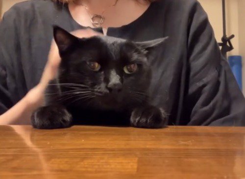 耳を横に倒して、飼い主に撫でられるのを待つ猫