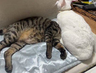 猫の頭の上に乗る猫
