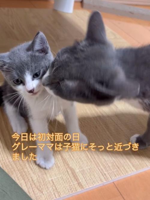 子猫の顔に顔を近づける成猫