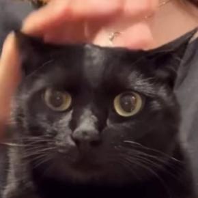 撫でられているときの『猫の表情』が気になって…正面から撮ってみた結果→想像以上に『尊い光景』が50万再生「たまらなくかわいい」「天国」