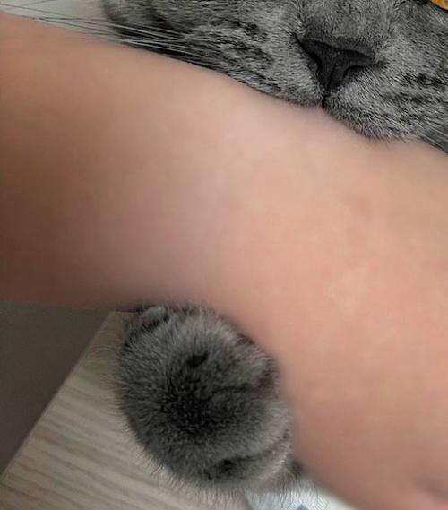 飼い主の手を甘噛みする猫