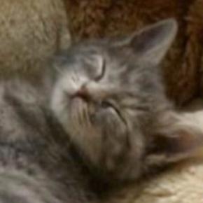 15年前、『公園で保護された子猫』を家族に迎えたら…大きく見た目が変化した『現在の光景』に反響「ずっと可愛い」「愛おしさ増してる」