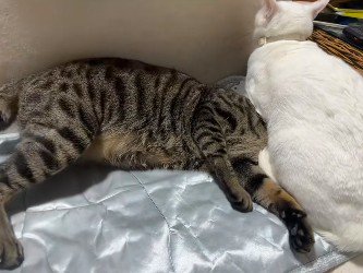 猫に頭をはさまれて身をよじる猫