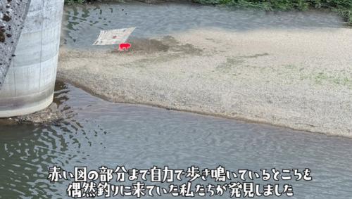 子猫がいた場所の画像