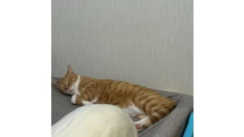 寝ている猫