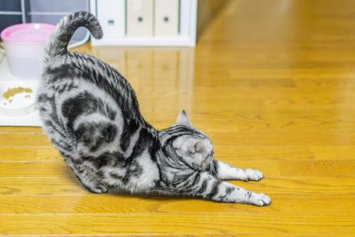 伸びをする猫