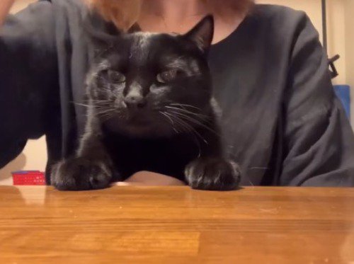 飼い主の膝の上に座る猫