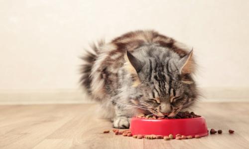 ごはんを食べる猫