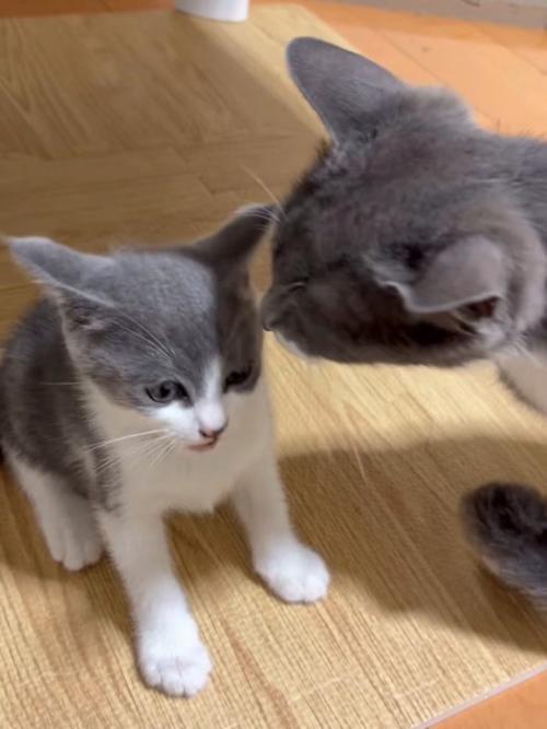 子猫に近づく成猫