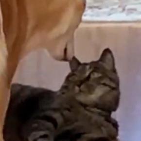 ビビリな柴犬→廊下でくつろいでいる猫のもとに向かうと……『笑ってしまうやり取り』に「本当に可愛らしい」「癒やしをありがとう」と反響