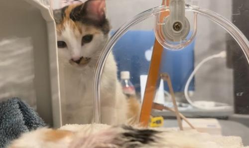 キャリーをのぞく先住猫
