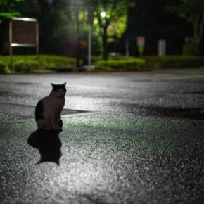 猫に関する『気になる疑問』4選　猫よけ水に効果はあるの？正しい知識までご紹介