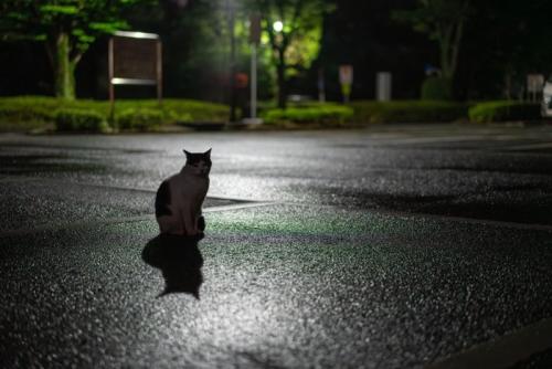 夜の道に座る猫