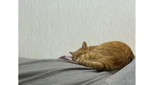 寝ている猫とシュシュ