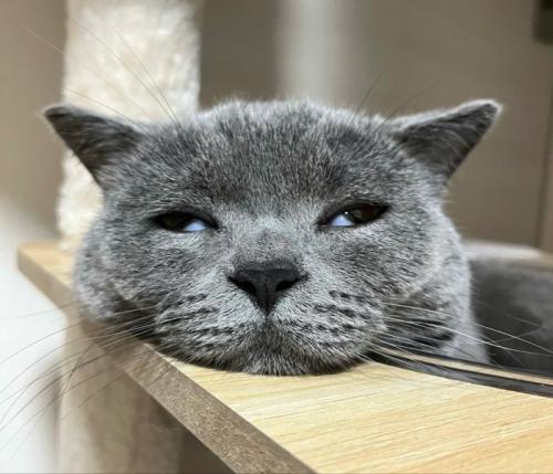 目が半開きになりながら眠る猫