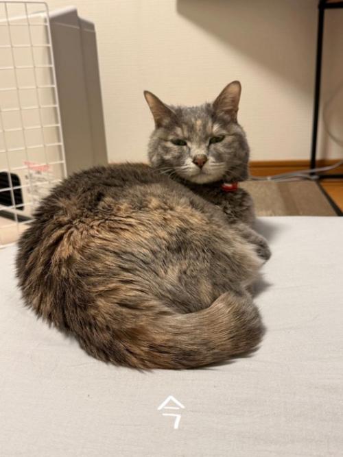 座る猫