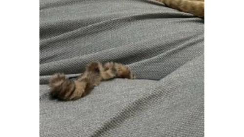 寝ている猫とシュシュ