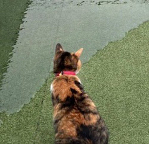 プールを見つめる猫の後ろ姿