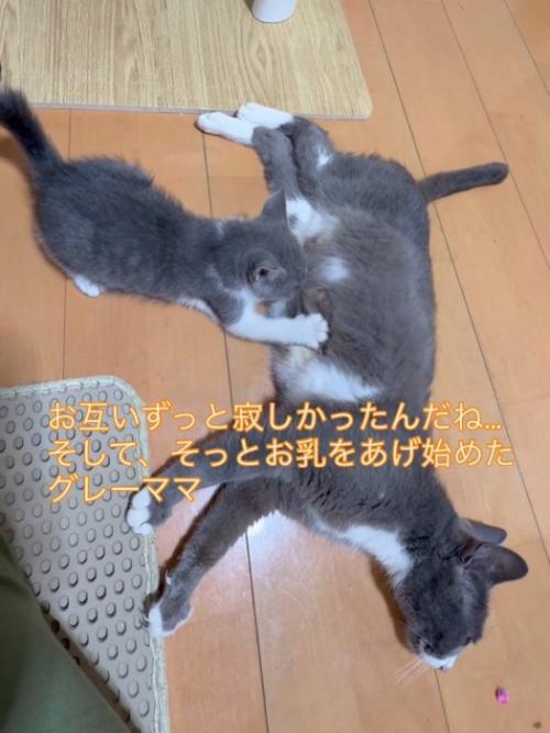 授乳中の成猫と子猫