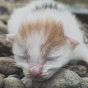 川辺で鳴いていた『生まれたばかりの赤ちゃん猫』を保護…家族と歩んだ感動の1年間と『現在の光景』に「見つけてもらえて良かった」の声