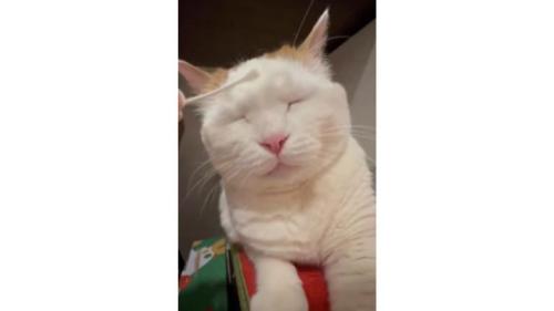 綿棒と猫