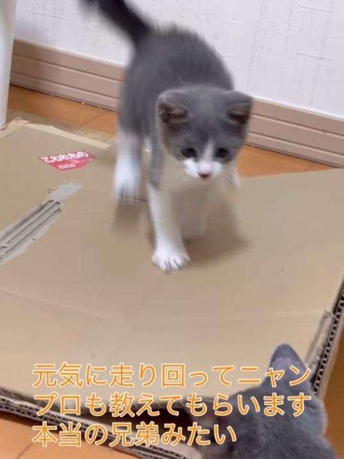 ダンボールの上を歩く子猫