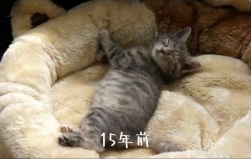 仰向けの猫