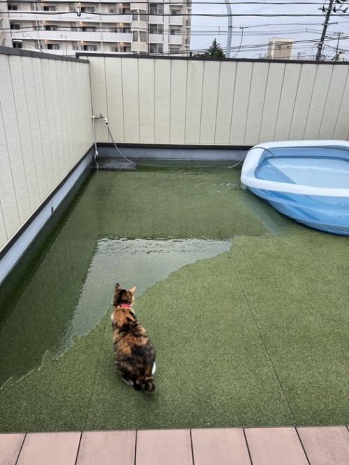水が流れていくプールを見つめる猫