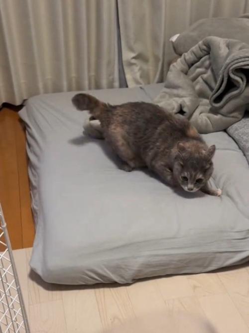 威嚇する猫