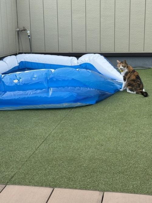 萎んでいるプールを見つめる猫