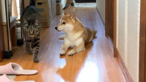 歩いてくるクロくん