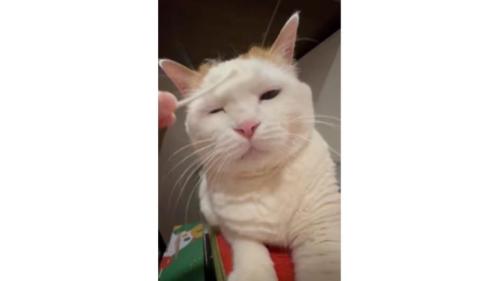 綿棒と猫