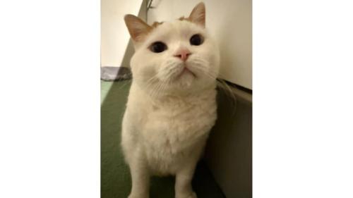 室内にいる猫
