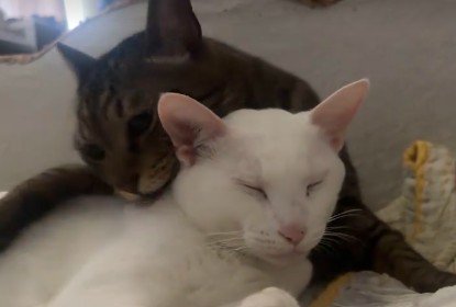 仲睦まじい二匹の猫