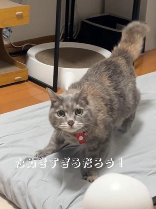 カメラ目線で立つ猫