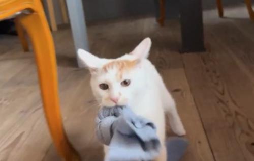 元気に遊ぶ成長後のモコちゃん