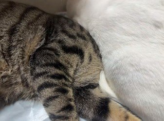 猫の下敷きになった猫の様子