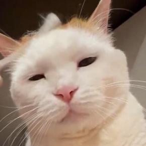綿棒を使って猫のことを『優しくマッサージ』すると→『表情』が変化して…尊すぎる光景に「うっとりｗ」「お顔がとっても可愛い」と反響