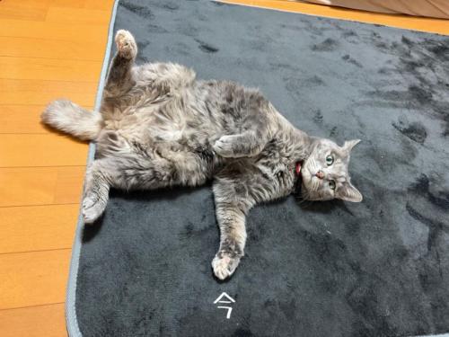 上を向いて寝ている猫
